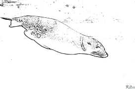 Llew môr Tudalennau Lliwio Y Gellir Eu Hargraffu